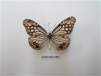 藏品(絹斑蝶)的圖片